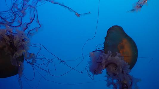 深海神秘巨型水母海蜇视频的预览图