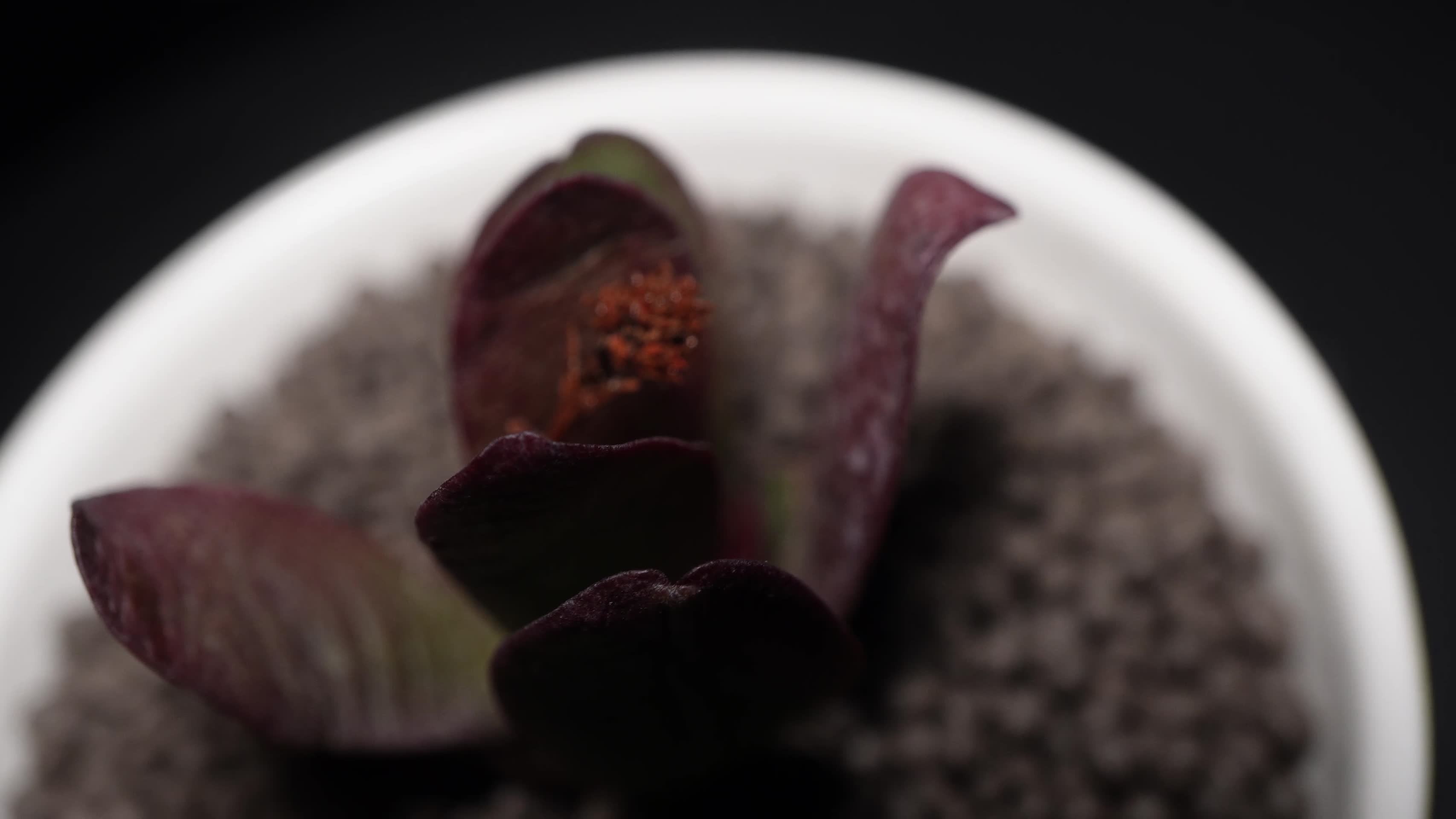 薄叶克拉夫多肉植物盆栽视频的预览图