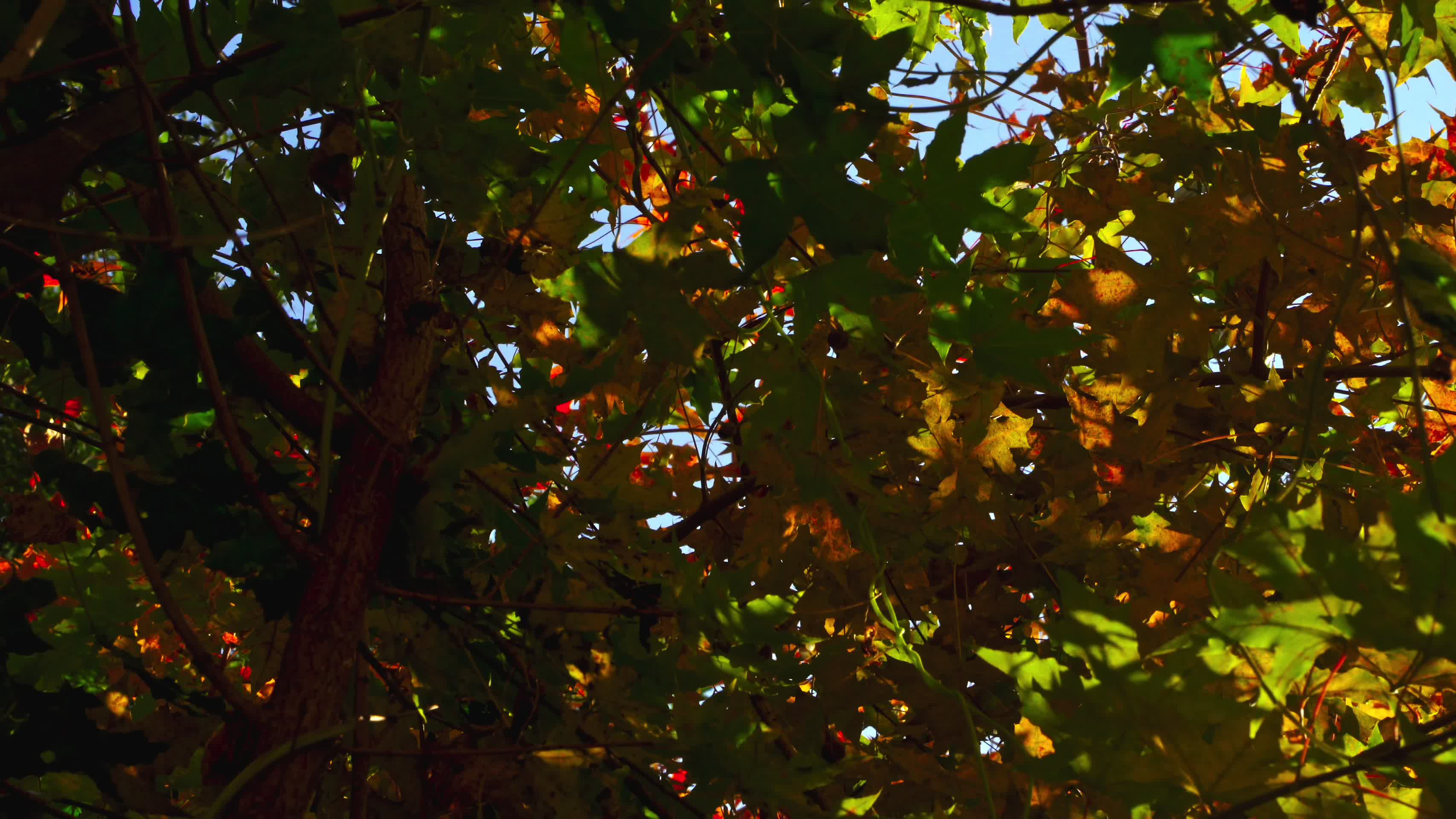 秋日在色彩斑斓的树荫下视频的预览图
