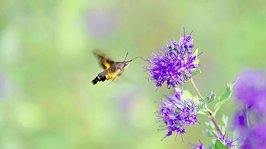 花丛中的蜜蜂与蝴蝶视频的预览图