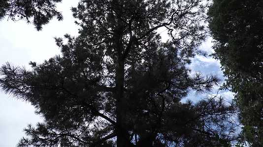 古树松树松柏植物老松视频的预览图