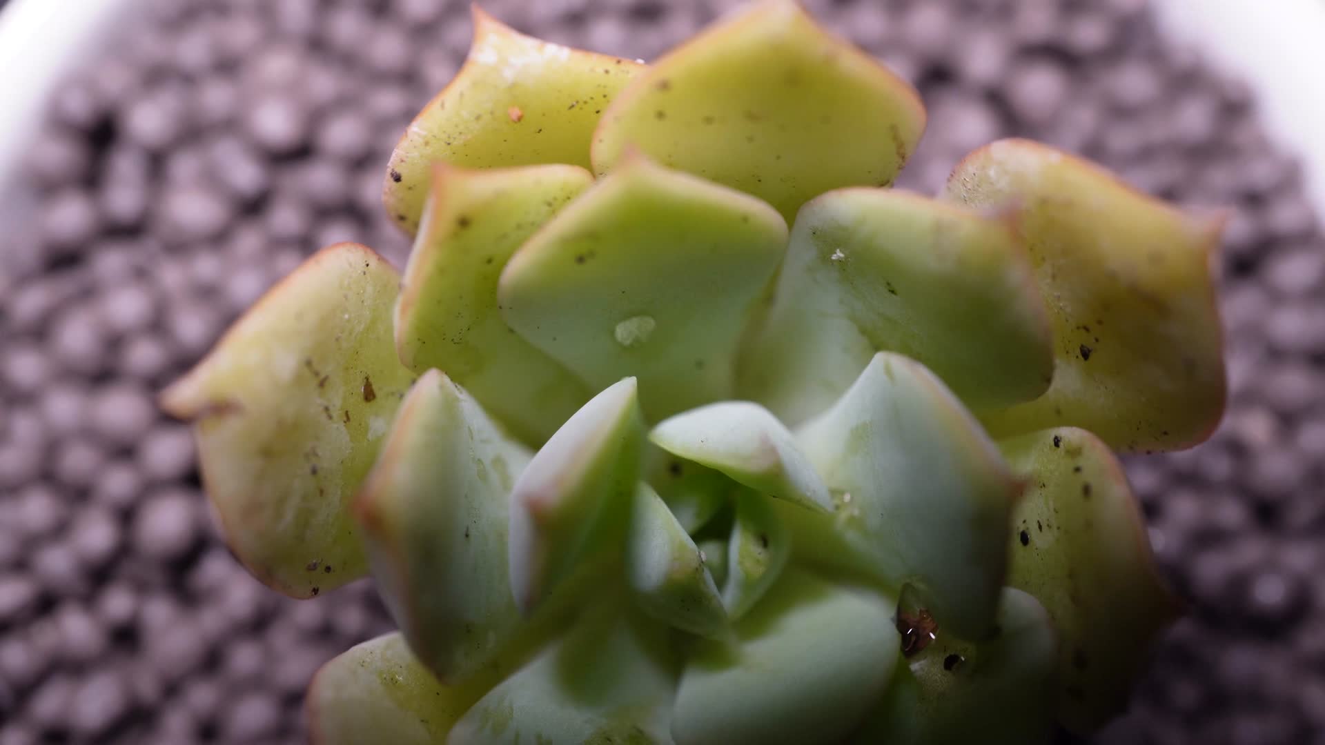 代伦多肉植物盆栽绿植视频的预览图