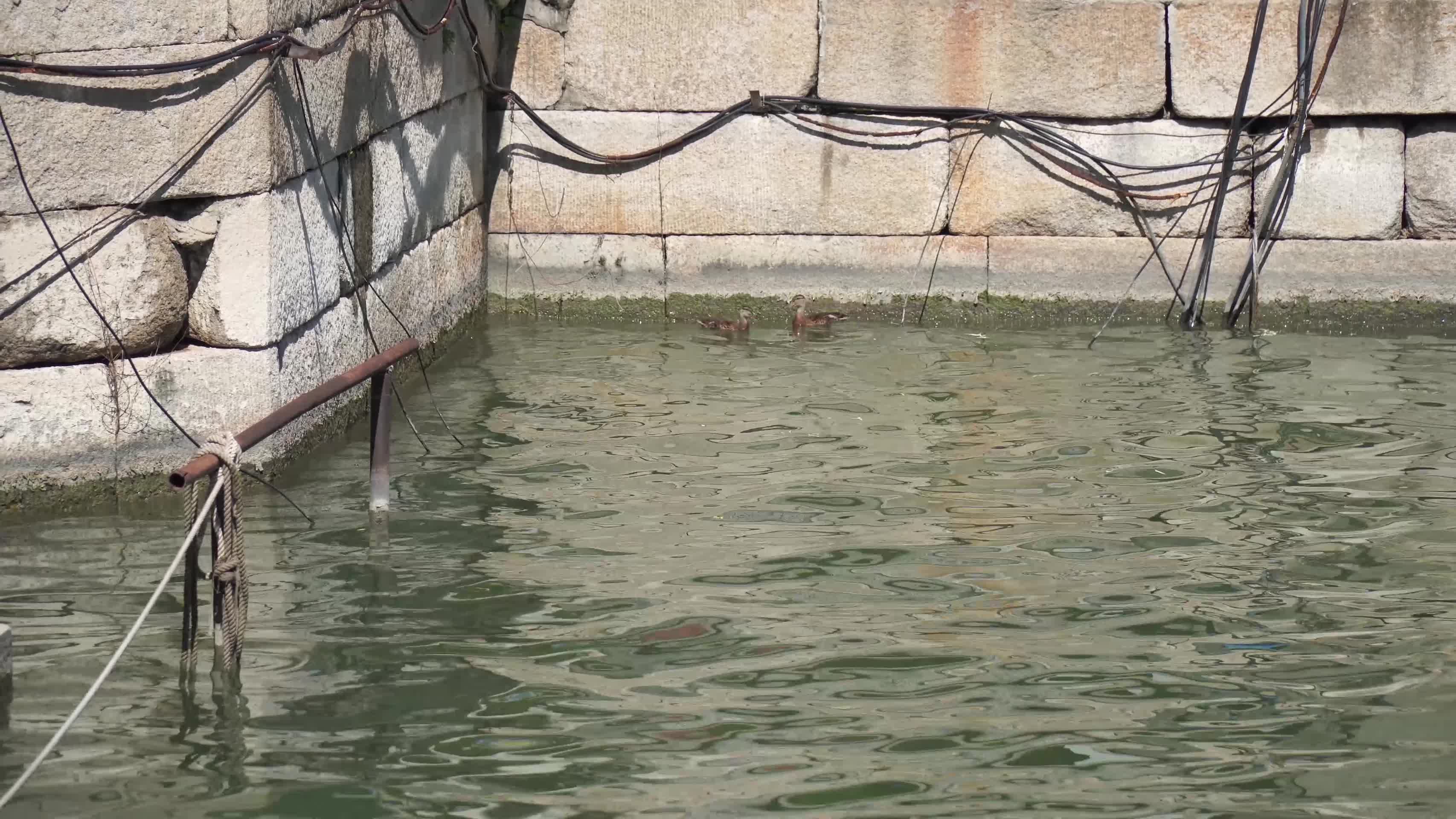 水面湖面水波纹上的小鸭子鱼苗视频的预览图