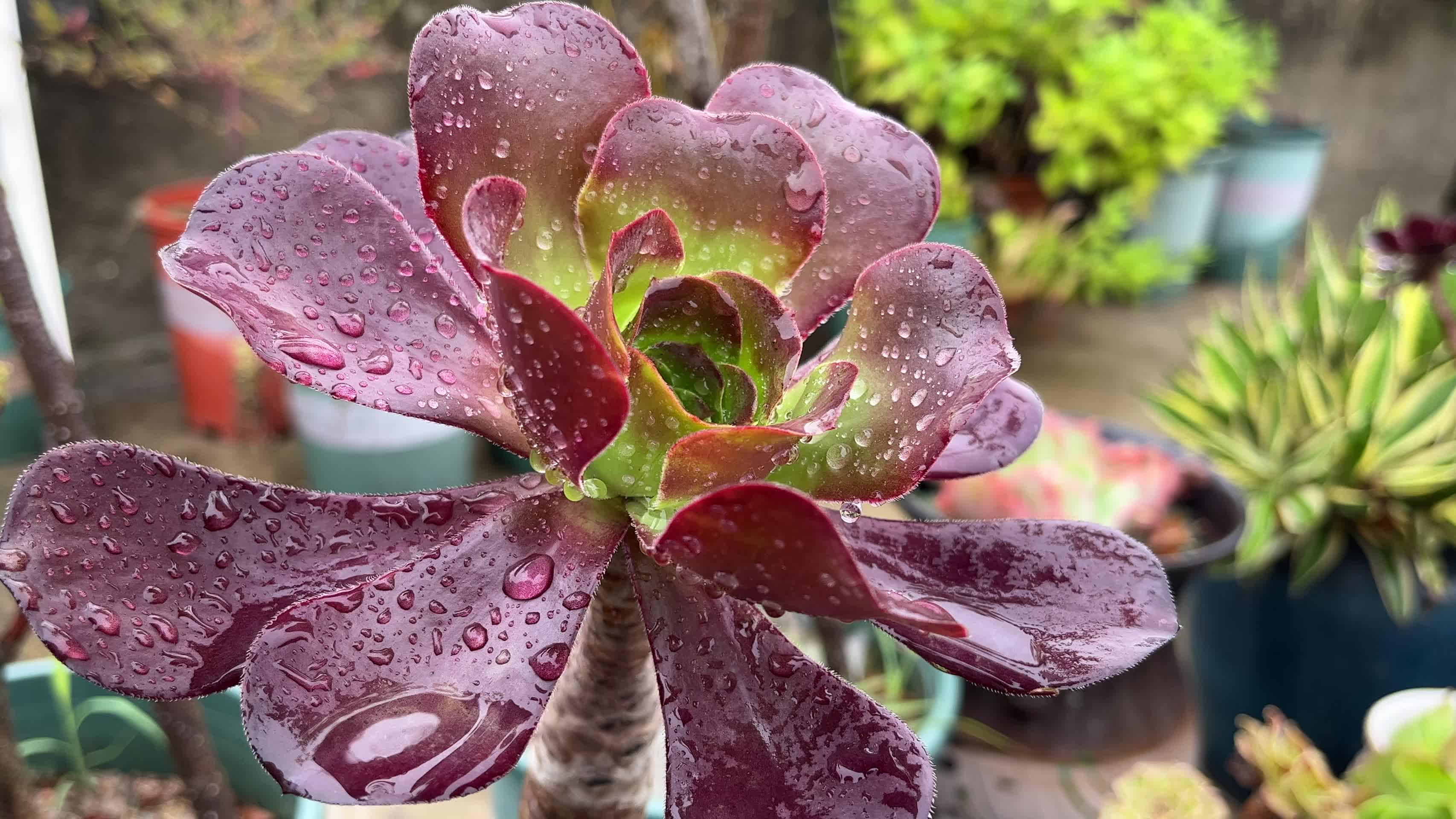 下雨天的法师植物视频的预览图