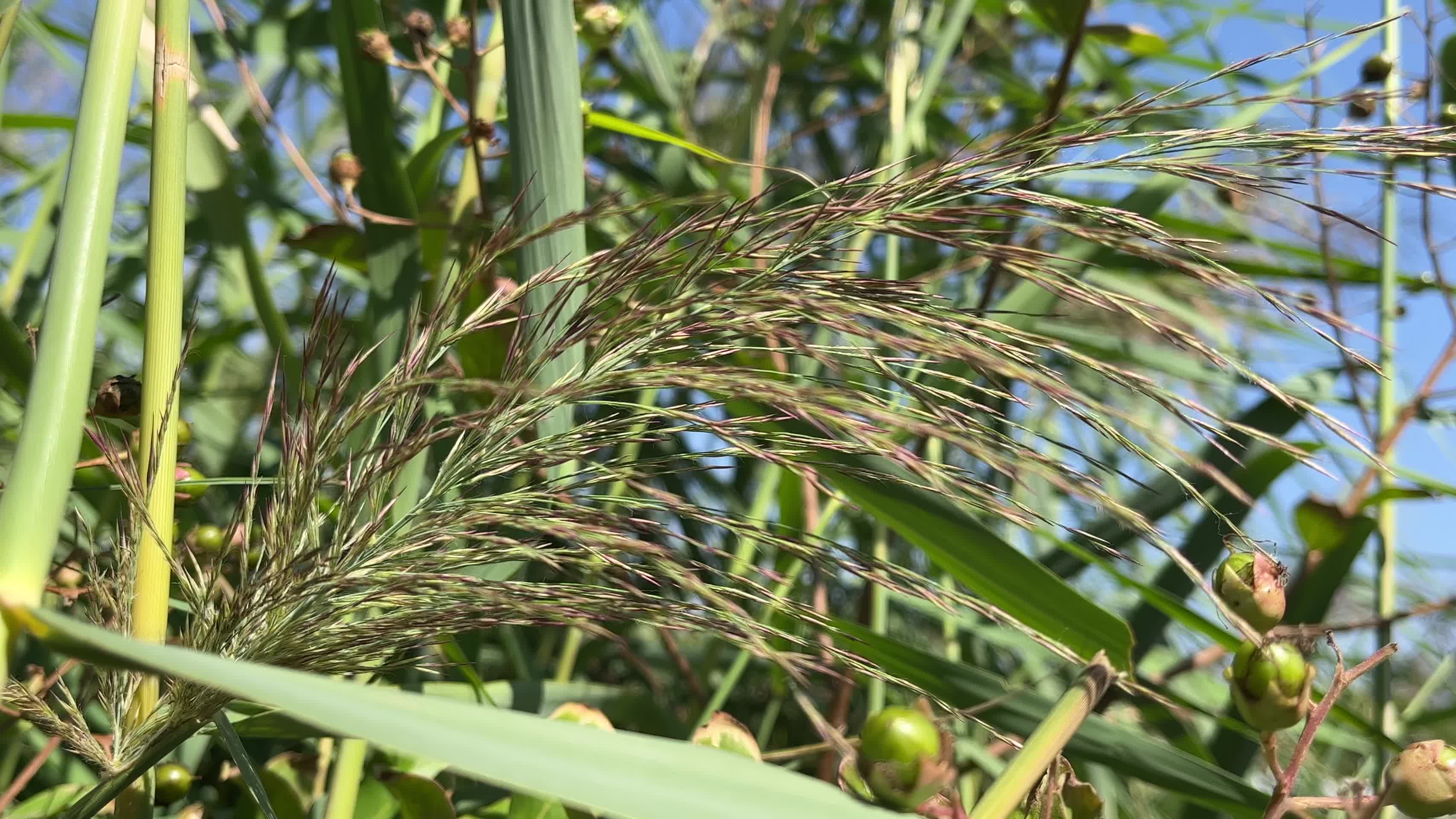 芦苇草植物视频的预览图