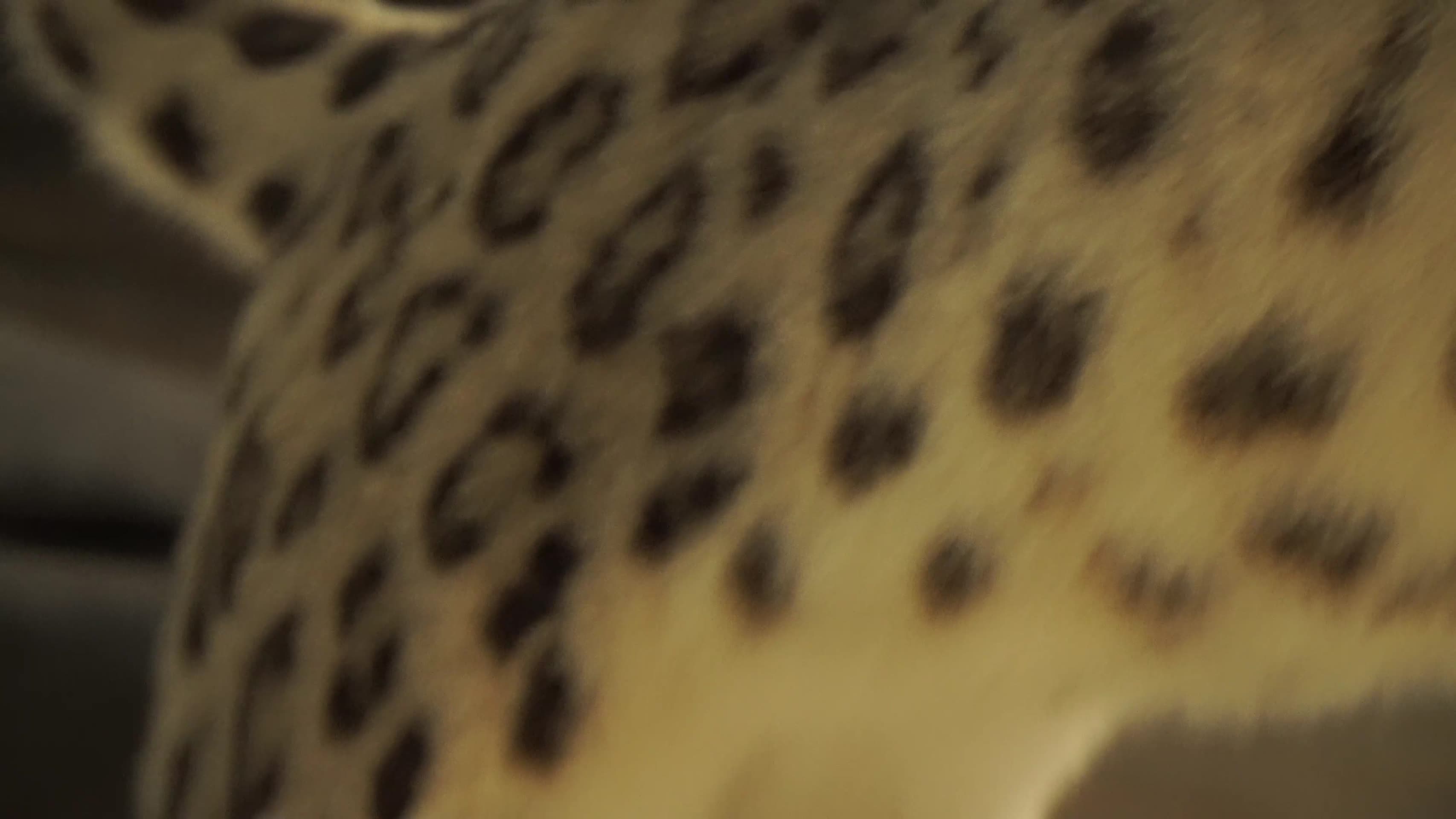 花豹黑豹金钱豹雪豹包子标本模型视频的预览图