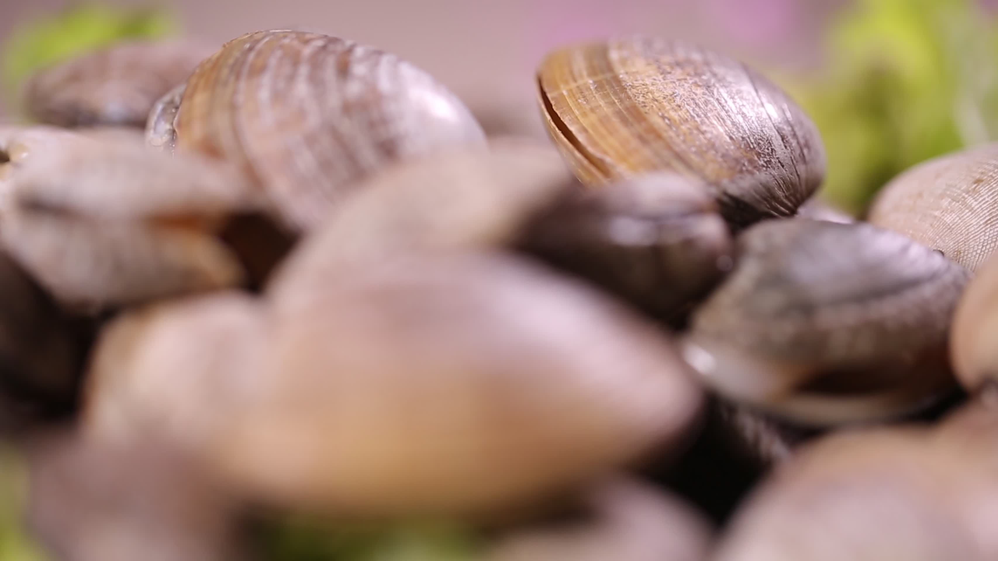 花蛤蛤蜊小海鲜花甲视频的预览图