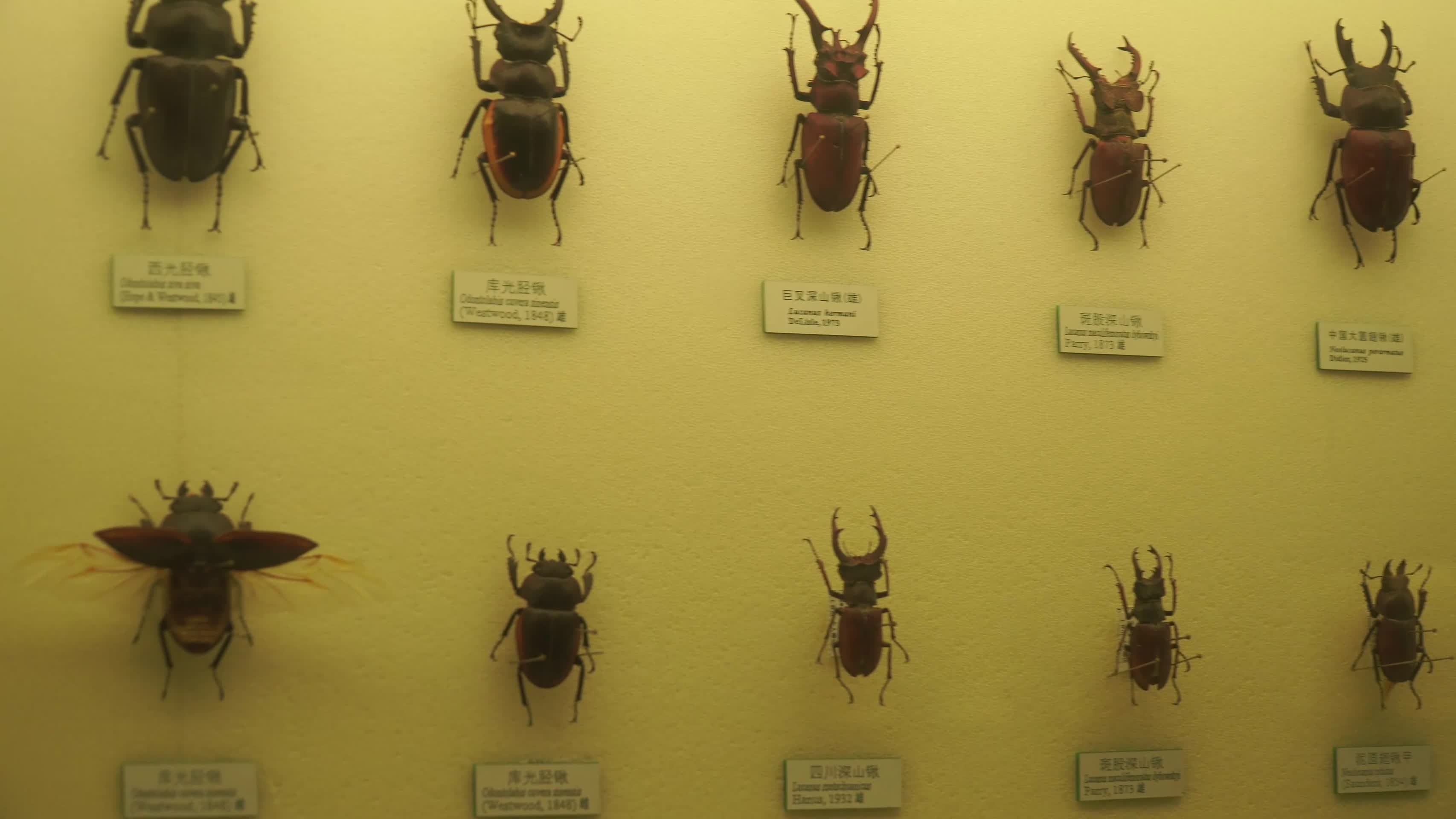 昆虫甲虫巨齿蛉马蜂螳螂独角仙标本视频的预览图