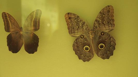 昆虫蝴蝶标本模型视频的预览图
