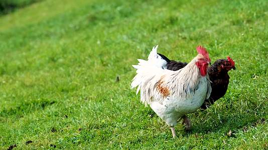 在阳光明媚的日子里公鸡母鸡一起在小山德草坪上吃草视频的预览图