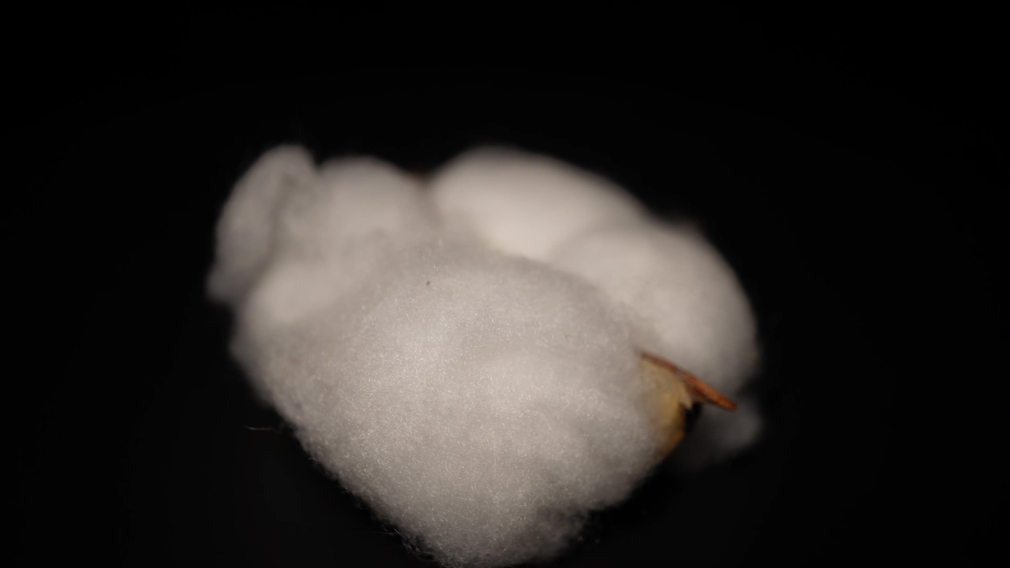 棉花棉桃经济作物棉花籽视频的预览图