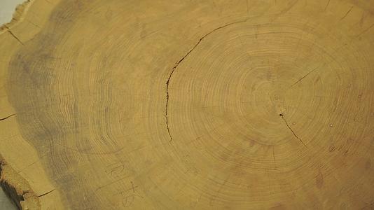 年轮木材木头纹理木纹视频的预览图