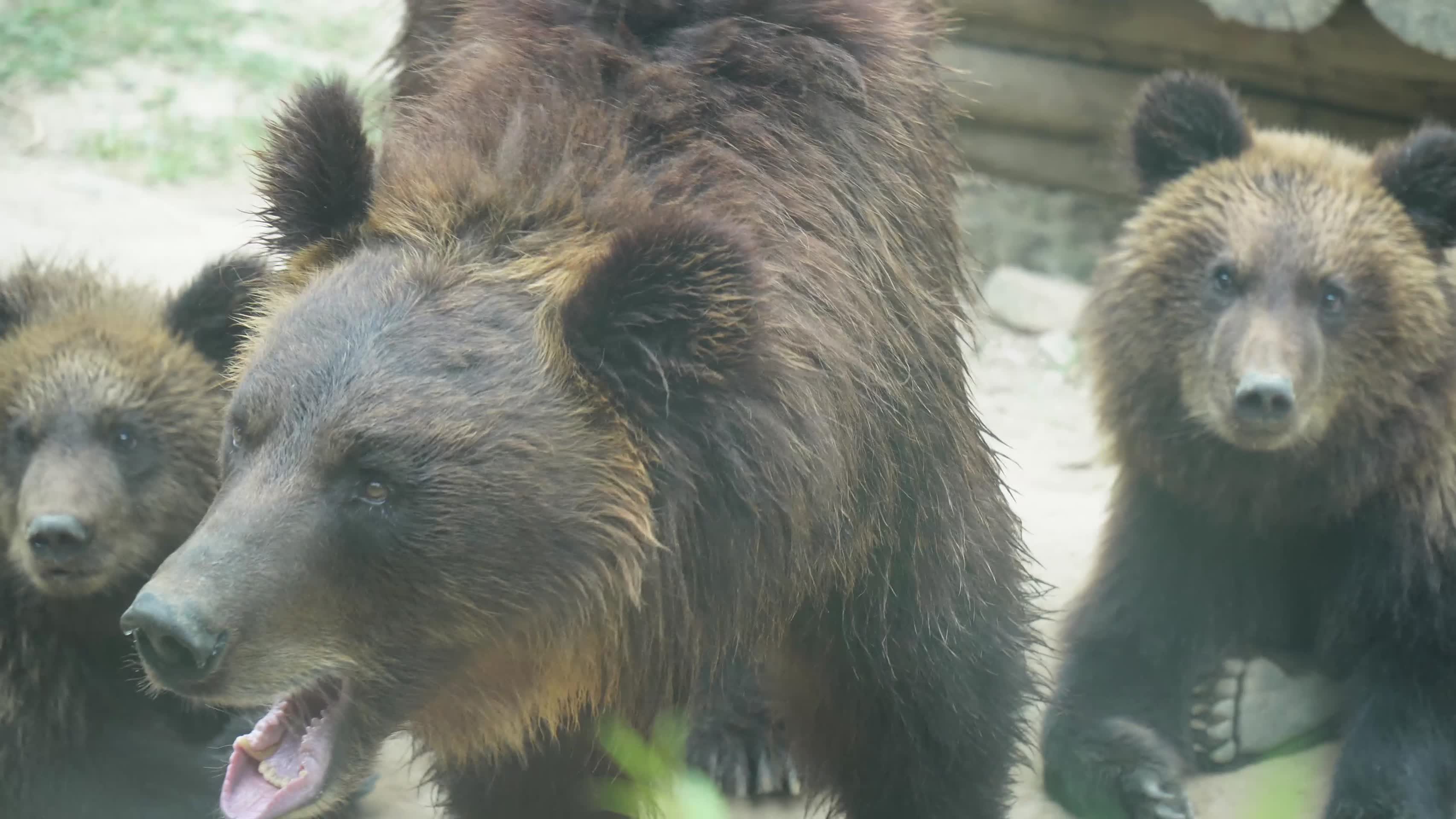棕熊黑熊狗熊熊仔小熊幼熊视频的预览图