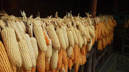 玉米丰收晾干玉米吊子视频的预览图