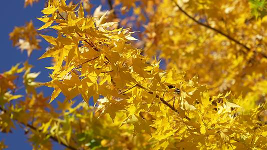 金色秋天美景视频的预览图