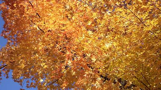 金色秋天美景视频的预览图