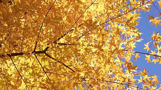 秋季景色秋天枫树银杏视频的预览图