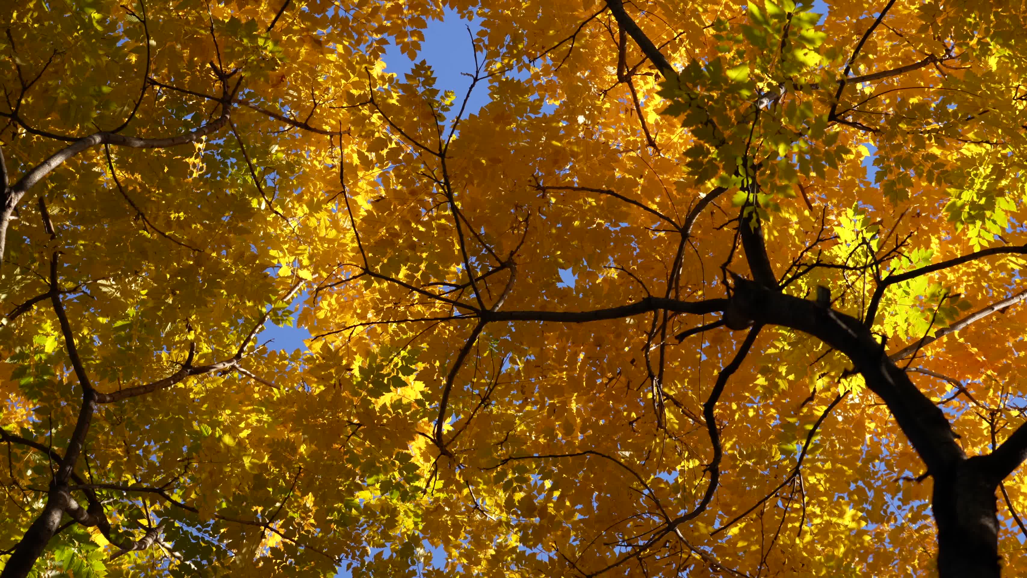 秋季景色秋天枫树银杏视频的预览图