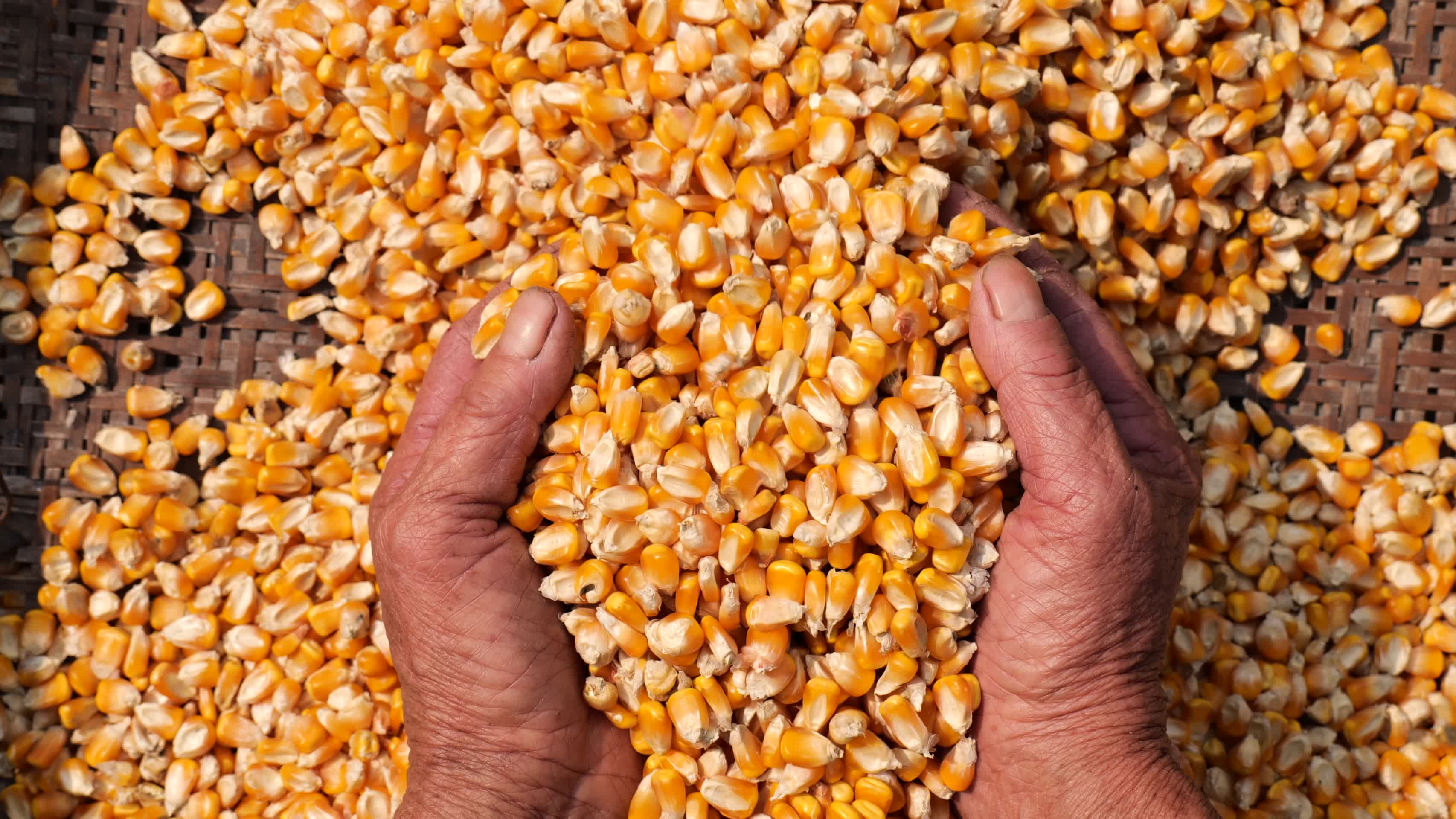 农民丰收玉米花生粮食视频的预览图