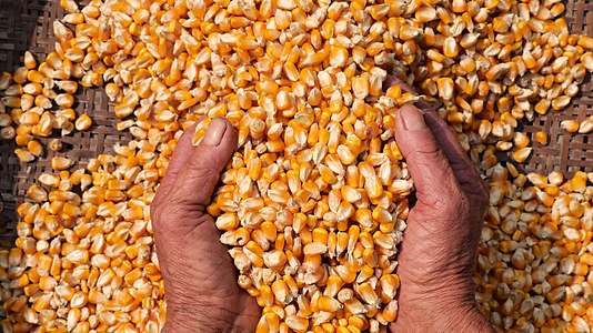 农民丰收玉米花生粮食视频的预览图