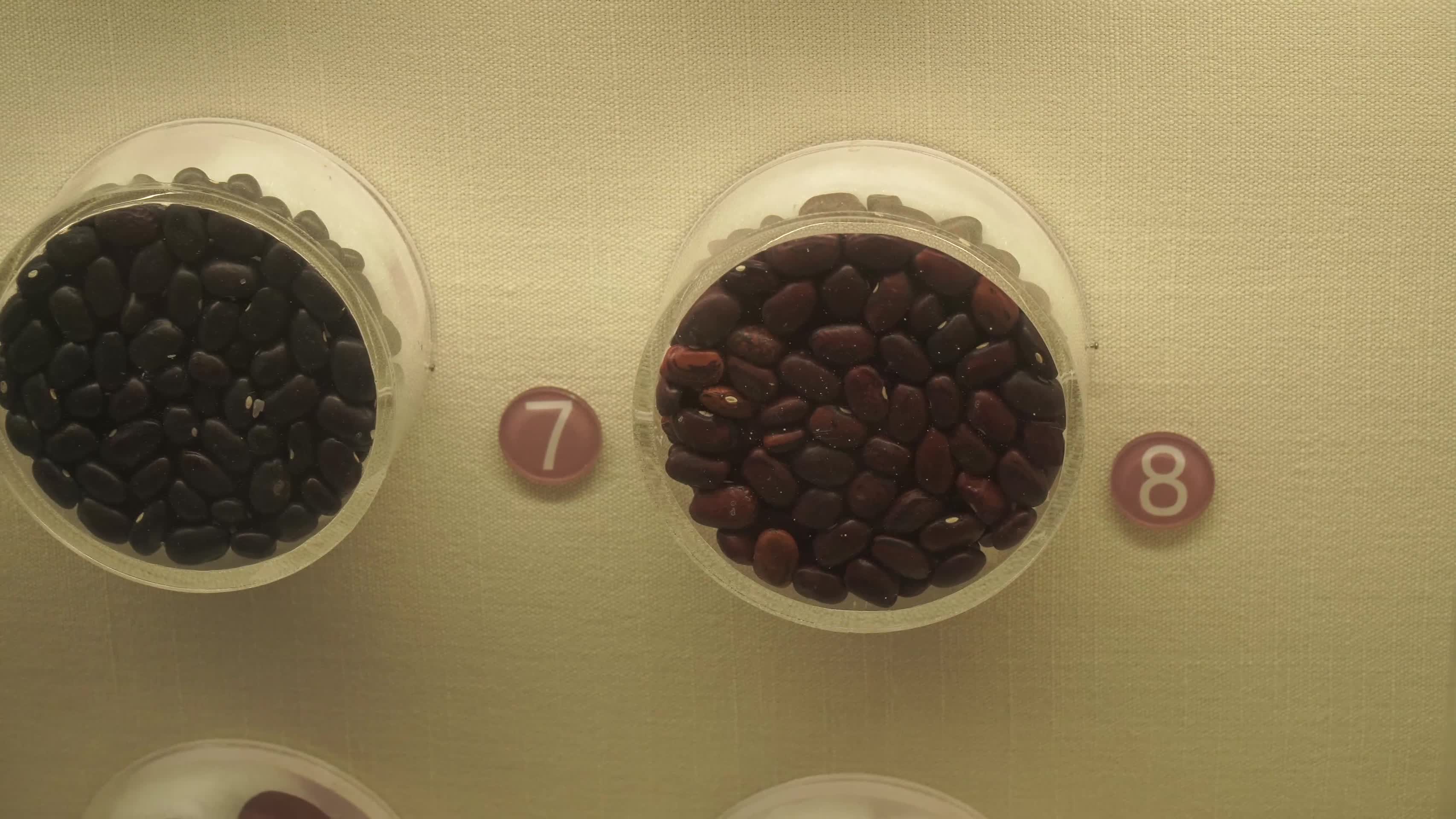 种子农业种植标本样本五谷杂粮作物视频的预览图