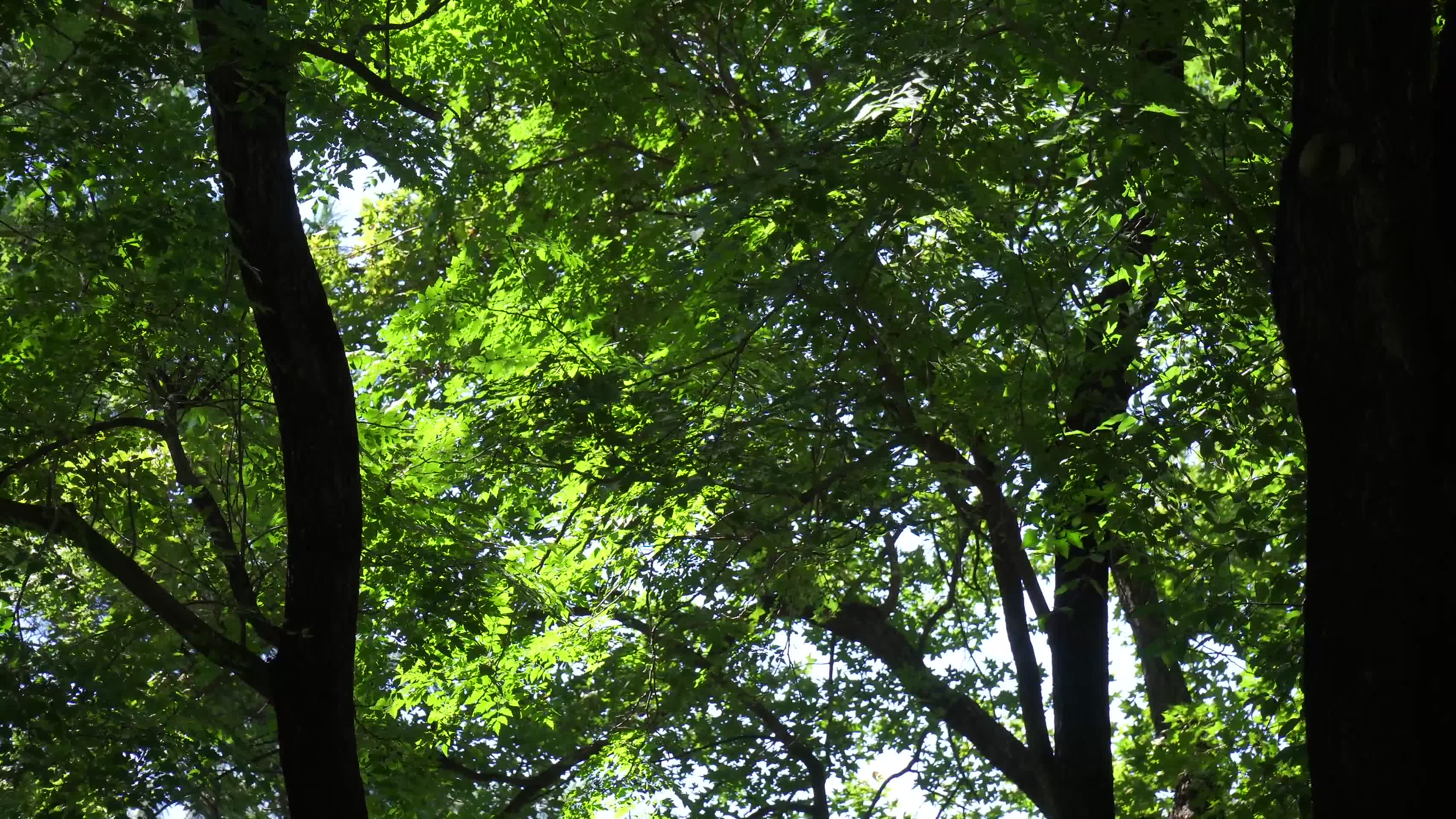 阳光下的叶子树叶植物大自然视频的预览图