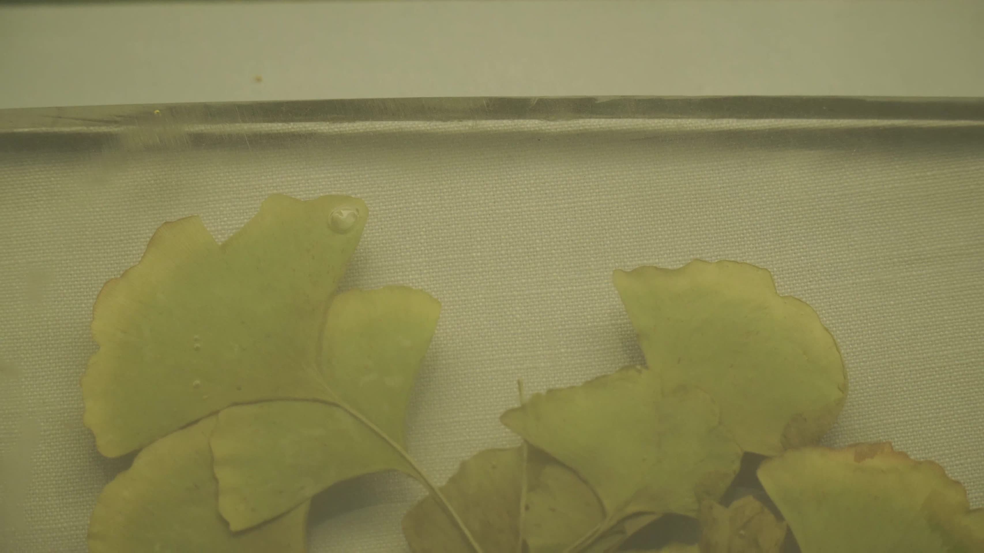 银杏叶银杏果植物标本视频的预览图