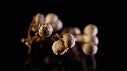 小白豆装饰种子植物标本视频的预览图