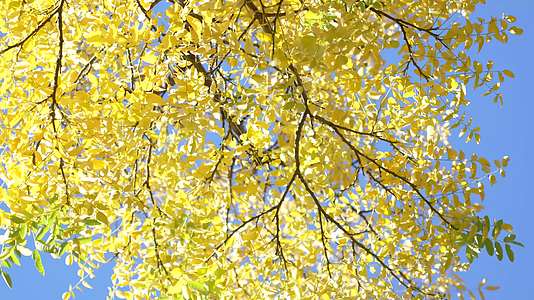 秋季金色银杏黄叶视频的预览图