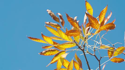 秋季山区公园健身步道里萝卜滑梯和随风飘动树叶视频的预览图