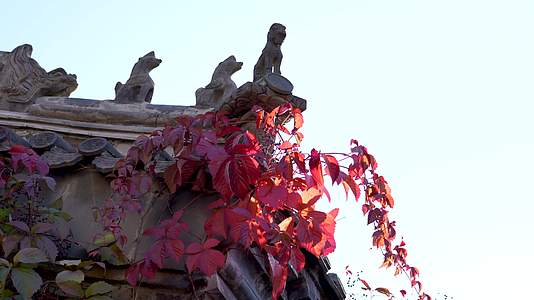 古镇红叶秋季风光视频的预览图