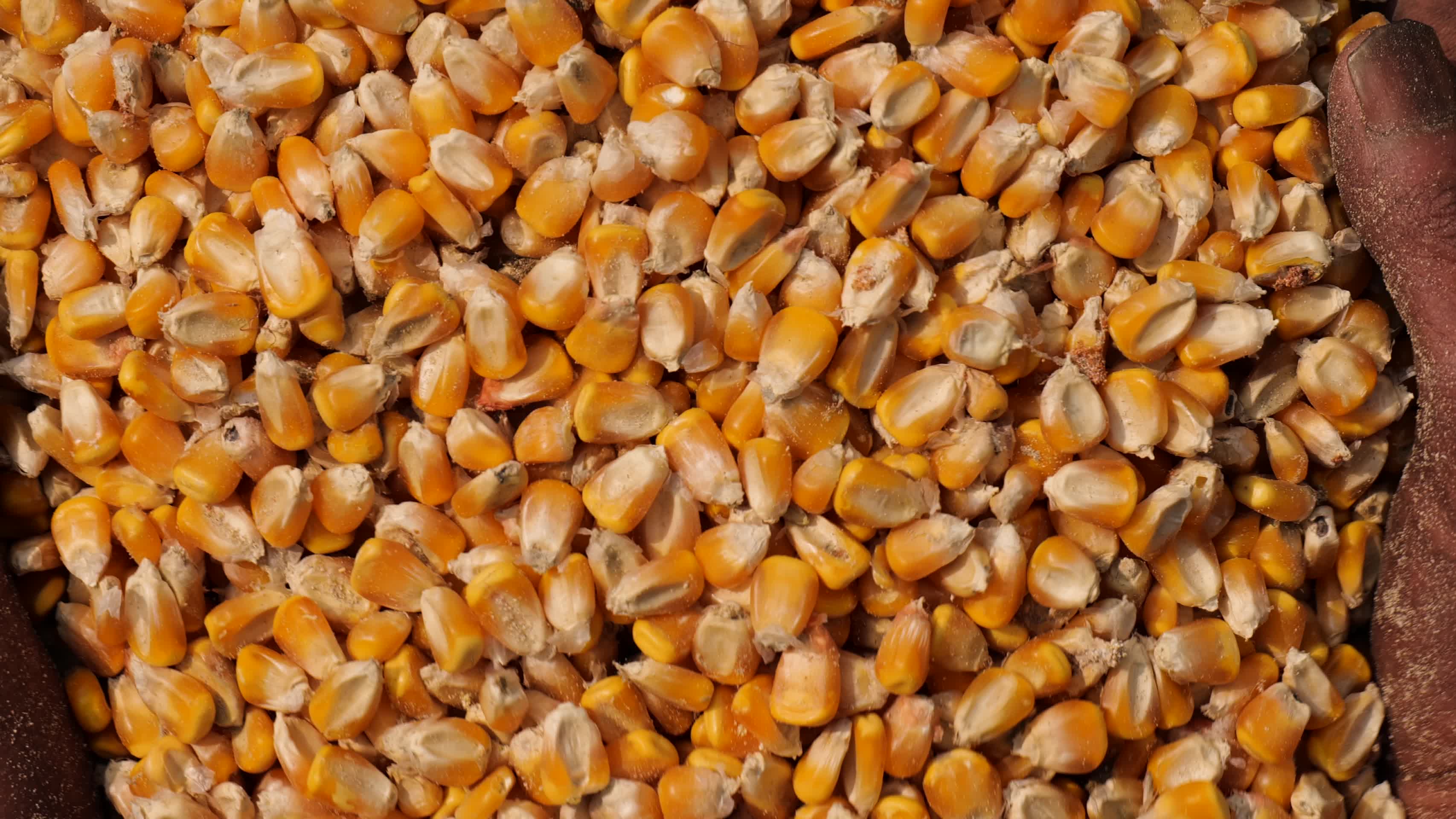 秋收玉米粮食丰产视频的预览图