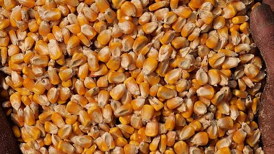 秋收玉米粮食丰产视频的预览图