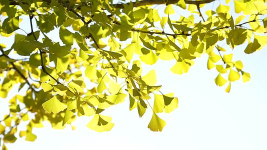 金色的银杏金秋秋季美景视频的预览图