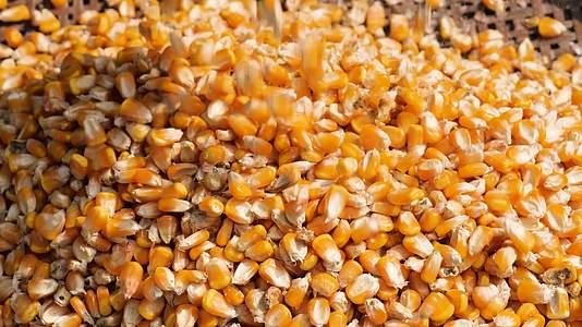 秋收水稻玉米粮食丰产视频的预览图