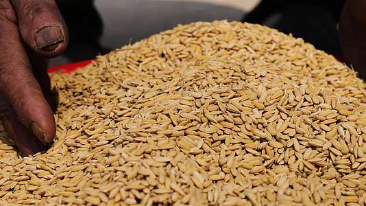 秋收水稻玉米粮食丰产视频的预览图