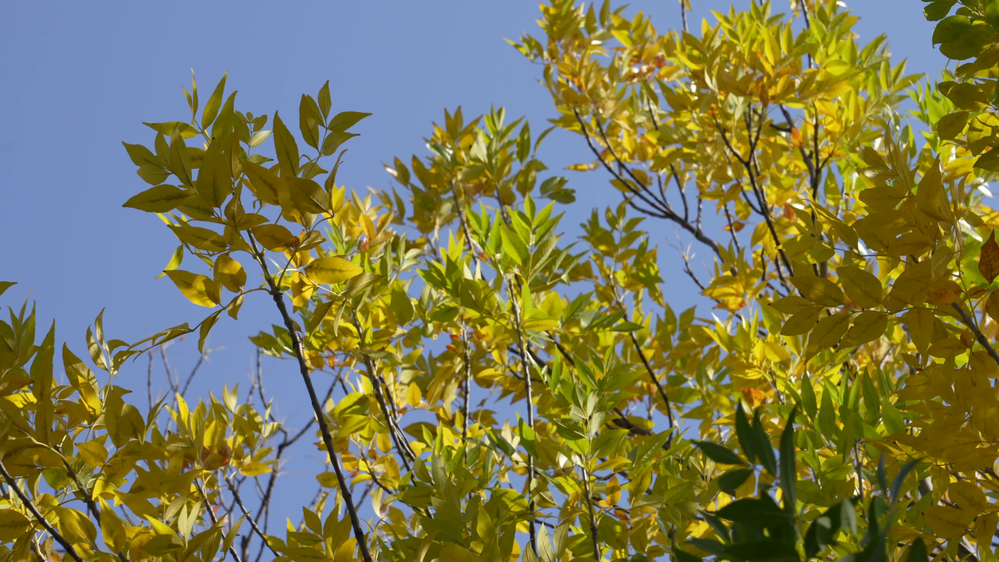 金色的秋天美景视频的预览图