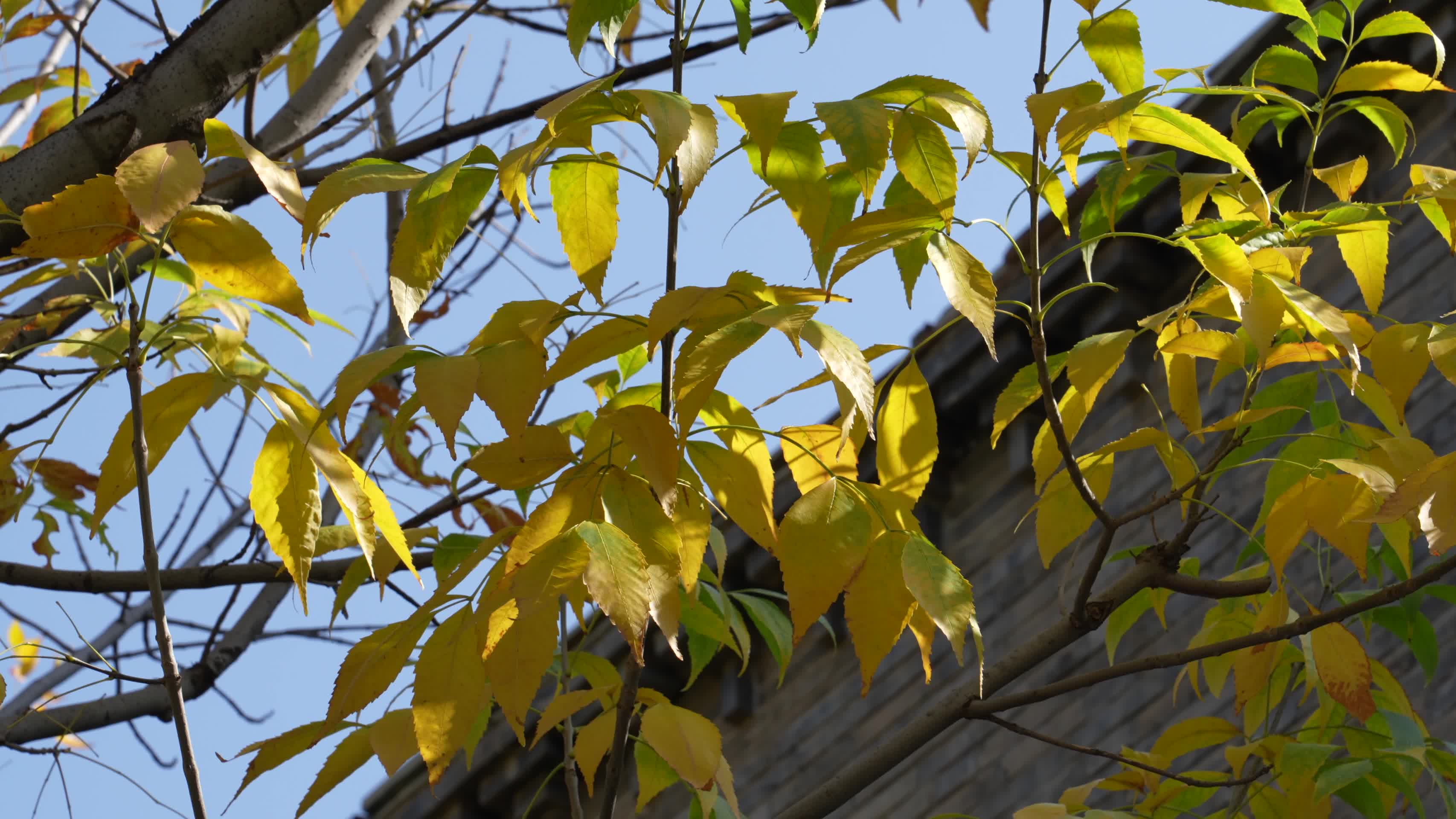 金色的秋天美景视频的预览图
