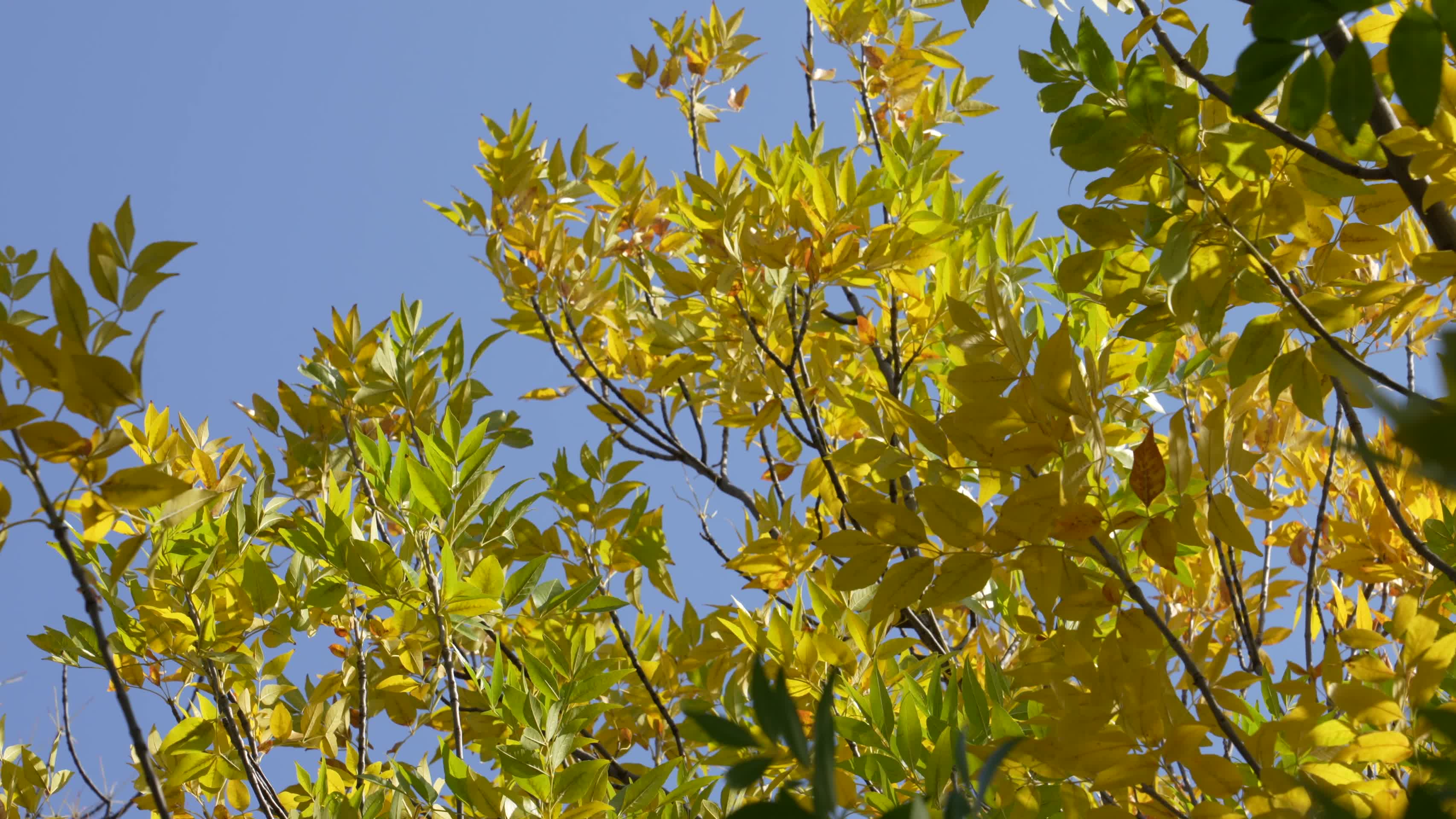 秋季金色黄叶风光视频的预览图