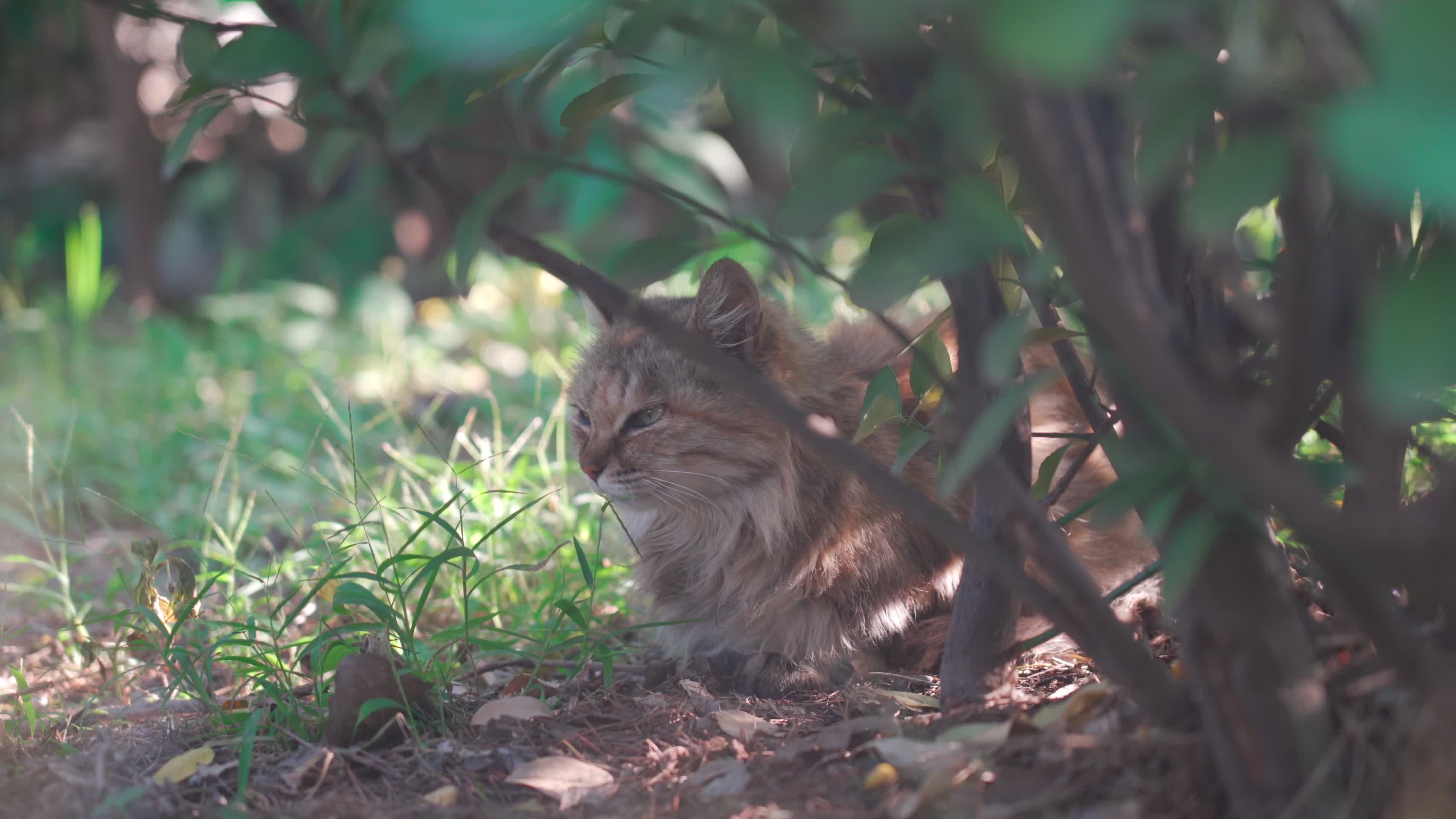 人民公园草丛里的小猫咪视频的预览图