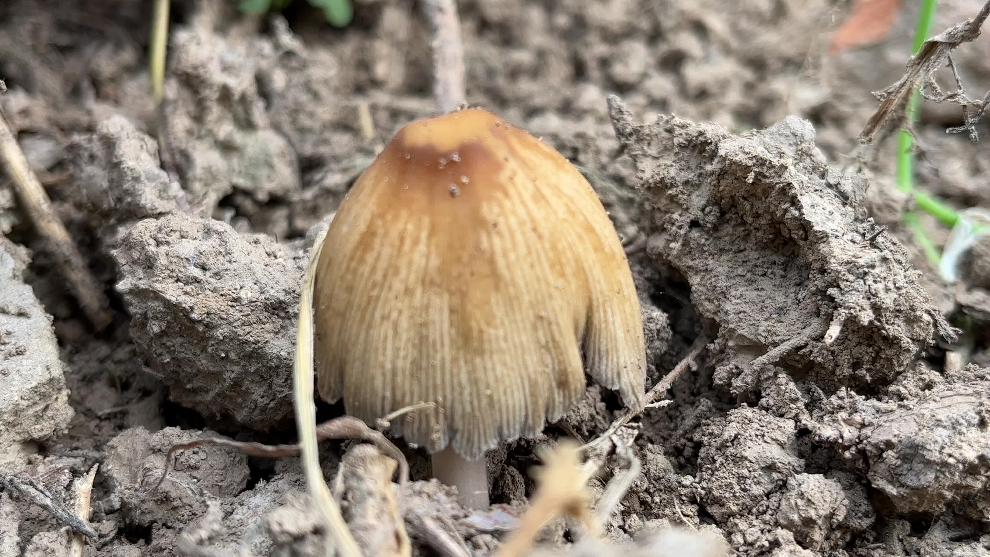 有毒的蘑菇视频的预览图