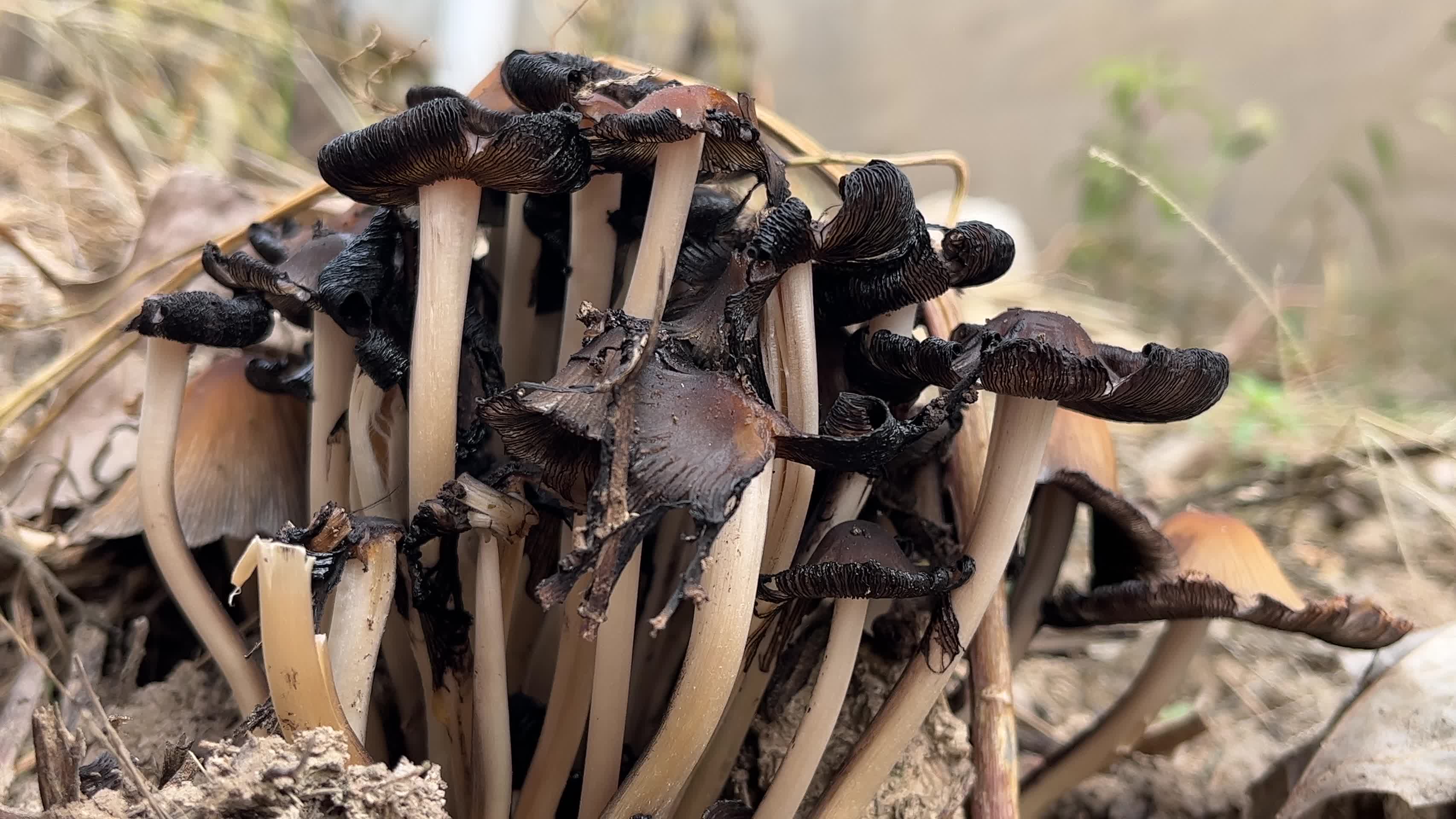 野生毒蘑菇视频的预览图