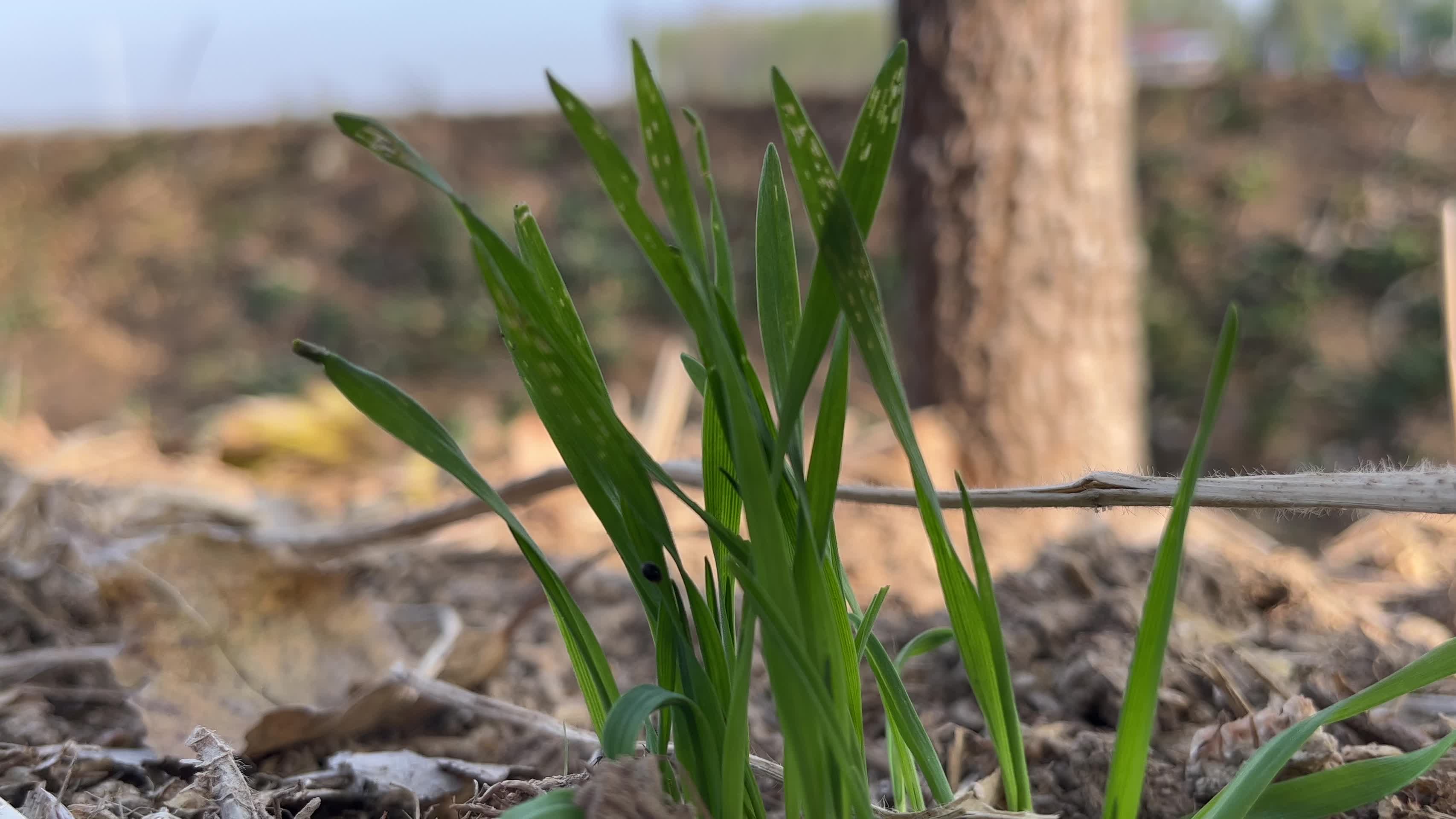 绿色小麦苗视频的预览图
