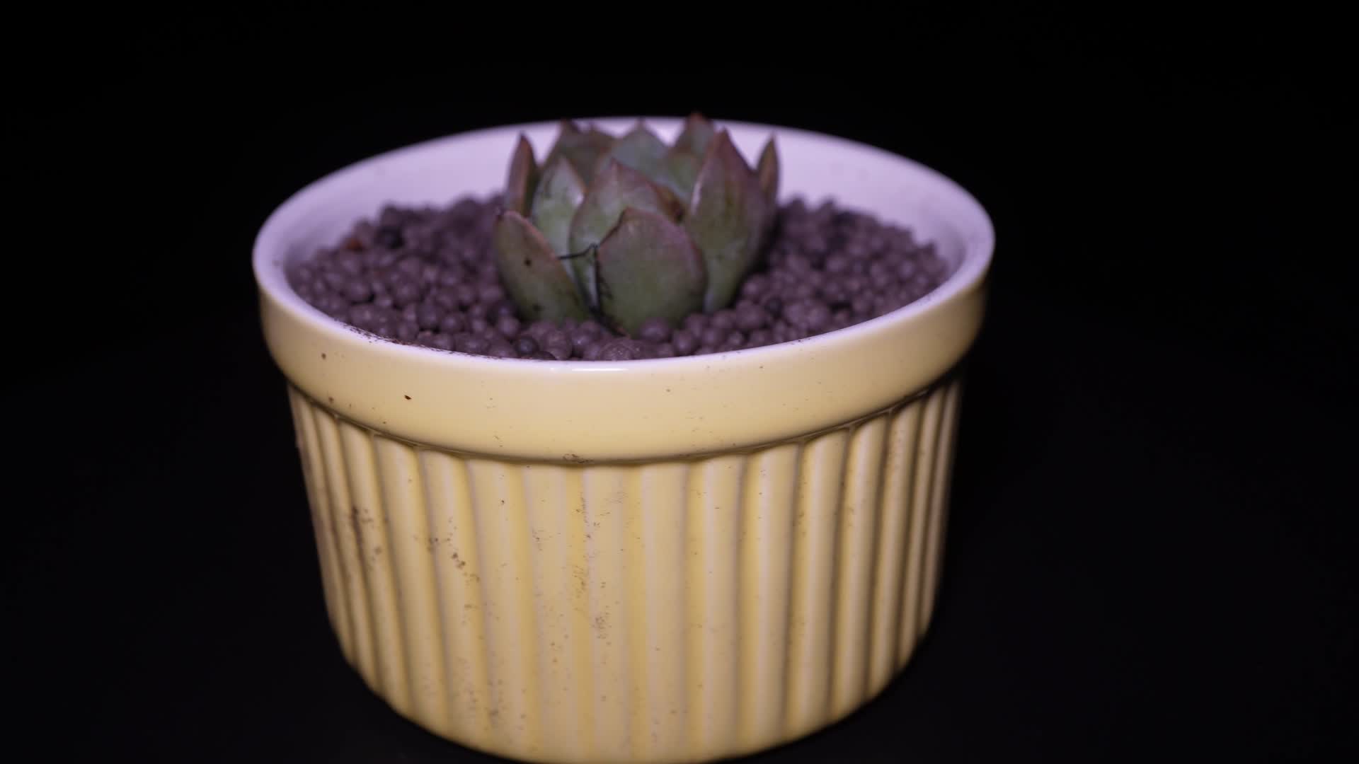 紫卡多肉植物盆栽绿植视频的预览图