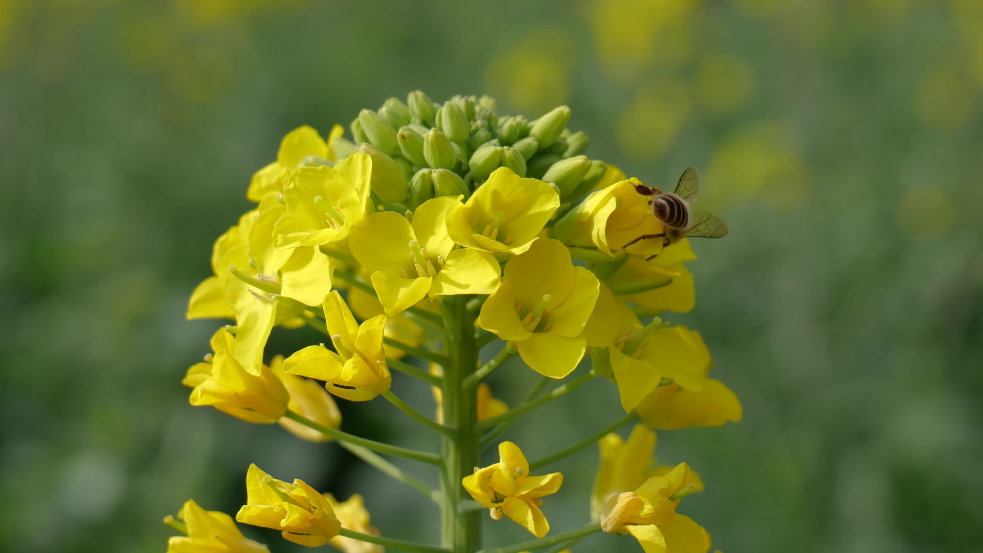 蜜蜂采蜜油菜花视频的预览图
