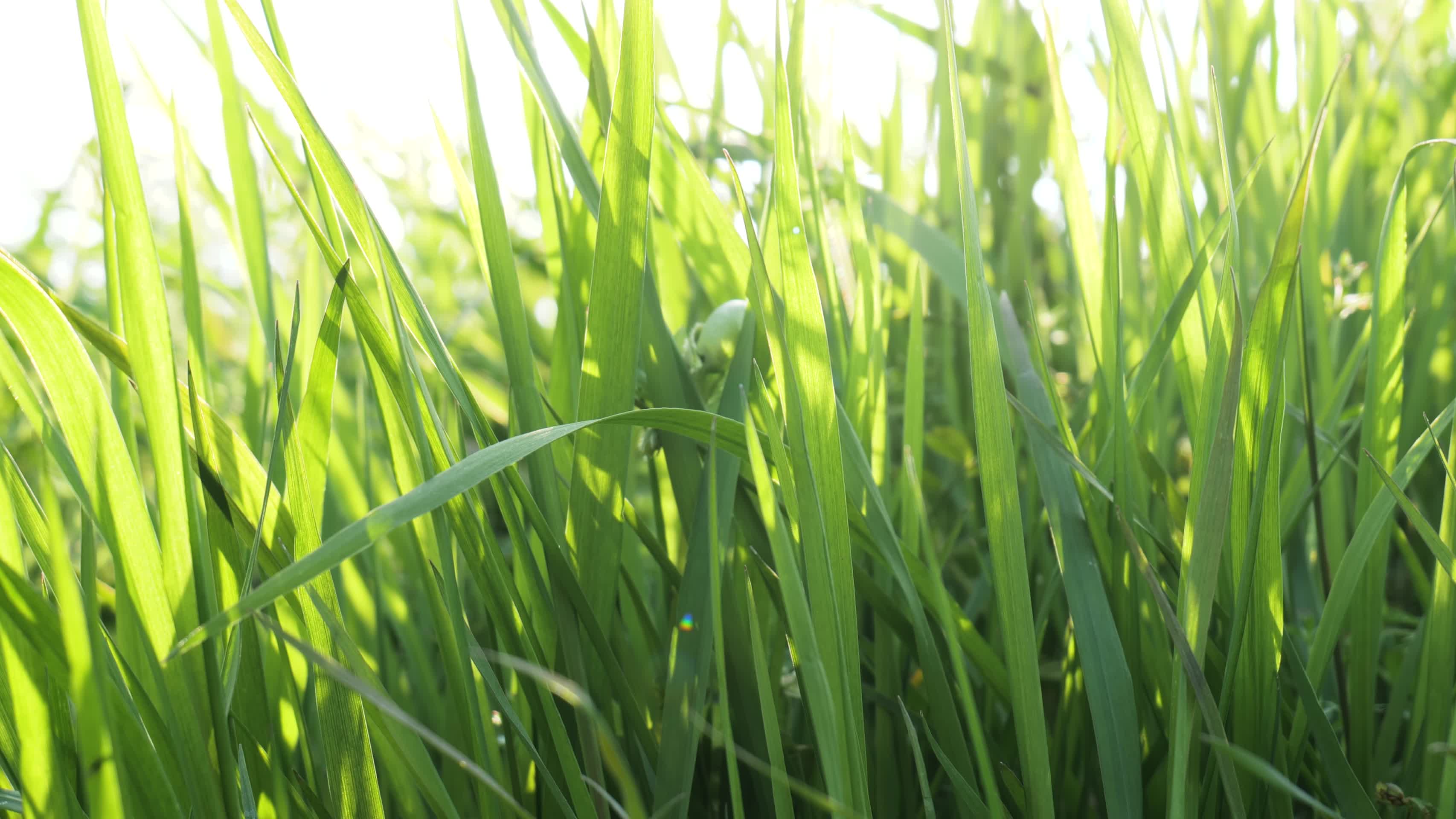 阳光照耀下的青草地视频的预览图