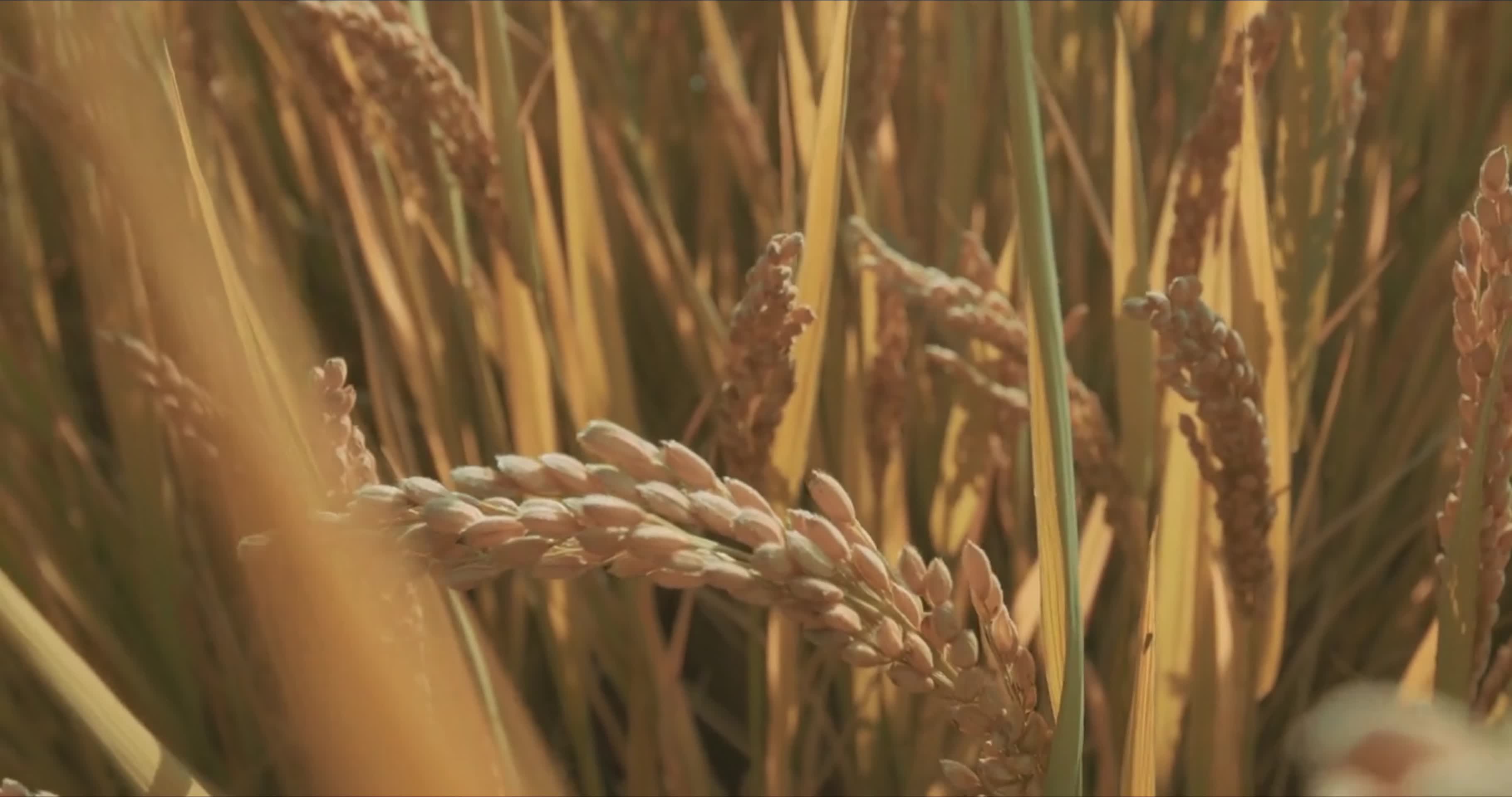 水稻秋收农业三农粮食丰产视频的预览图