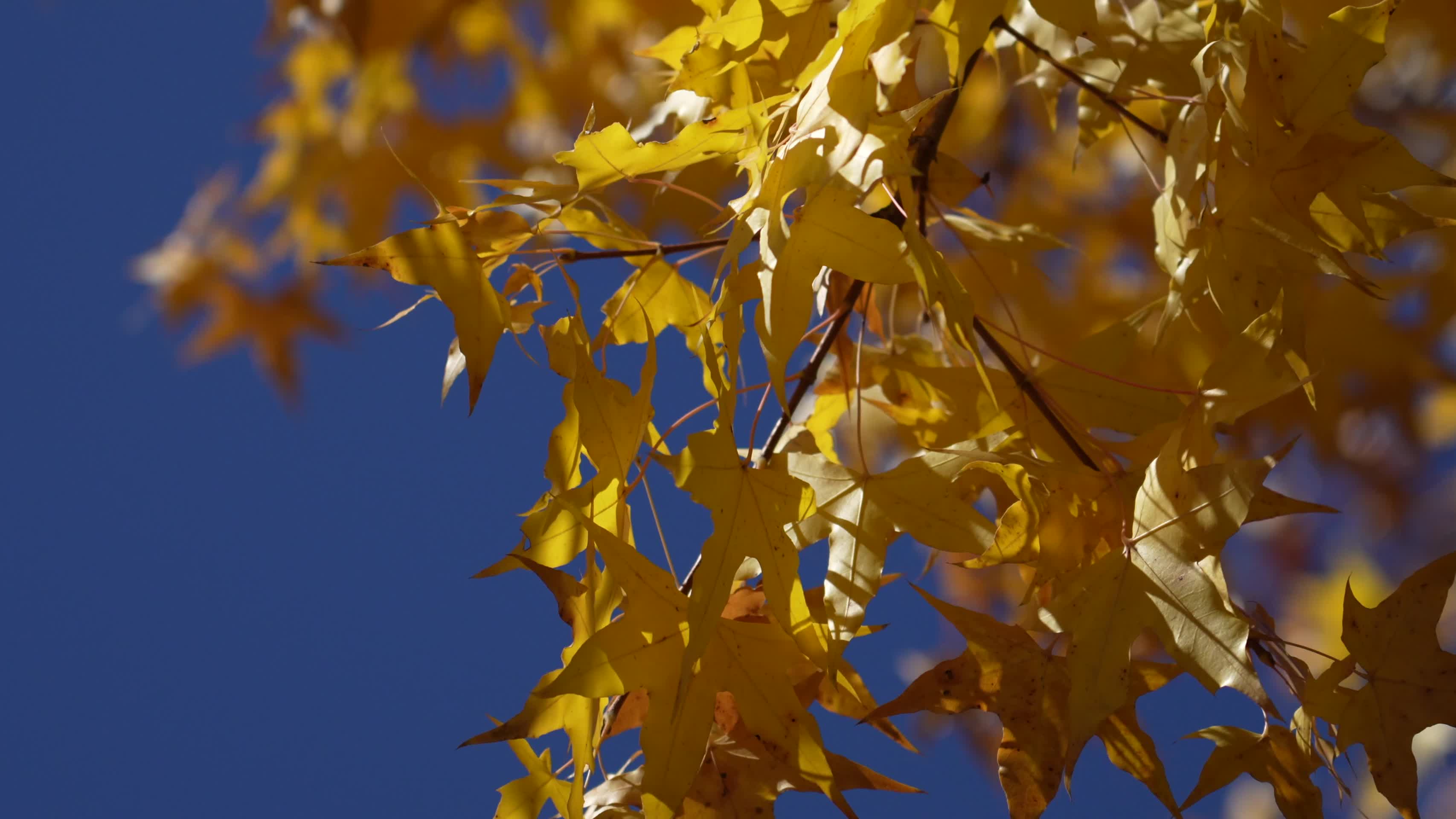 秋季景色枫叶唯美季节视频的预览图
