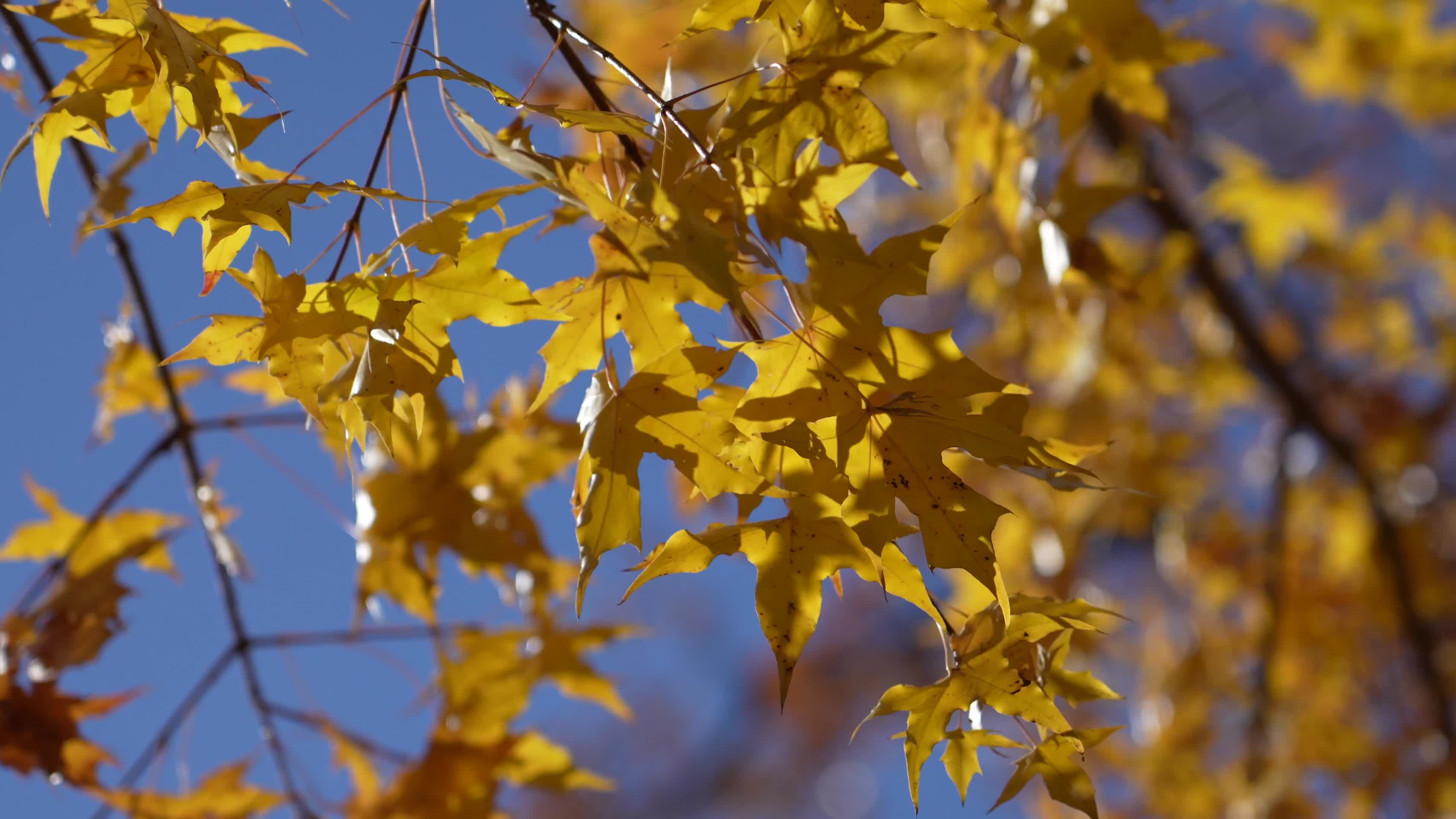 秋日枫叶金黄景观视频的预览图