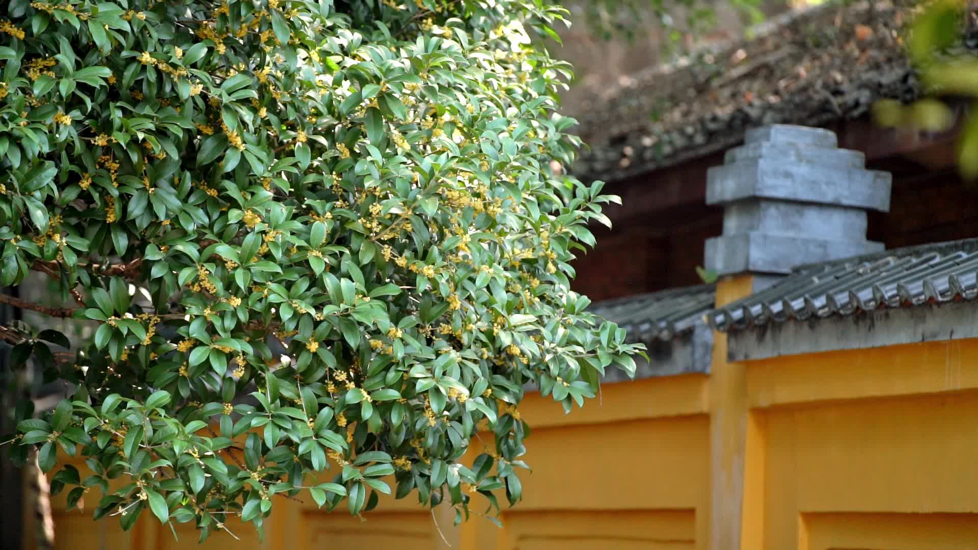 桂花飘落实拍视频视频的预览图
